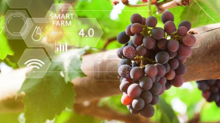 Foto de Fruta de uva en invernadero con infografía, agricultura inteligente y agricultura de precisión 4.0 con icono visual, agricultura de tecnología digital y concepto de agricultura inteligente. - Imagen libre de derechos