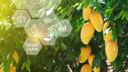 Foto de Mango en invernadero con infografías, agricultura inteligente y agricultura de precisión 4.0 con icono visual, agricultura de tecnología digital y concepto de agricultura inteligente. - Imagen libre de derechos
