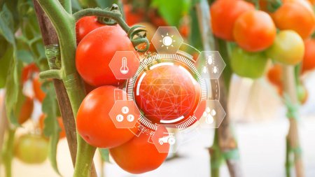 Foto de Tomates frescos en invernadero con infografía, agricultura inteligente y agricultura de precisión con icono visual, agricultura digital y agricultura inteligente. - Imagen libre de derechos