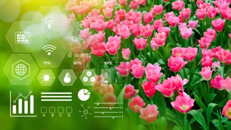 Téléchargez les photos : Domaine des tulipes colorées, fleurs florissantes avec infographie, agriculture intelligente et agriculture de précision avec icône visuelle, agriculture numérique et concept d'agriculture intelligente. - en image libre de droit