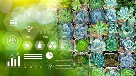 Téléchargez les photos : Cactus succulent miniature avec infographie, agriculture intelligente et agriculture de précision avec icône visuelle, agriculture numérique et concept d'agriculture intelligente. - en image libre de droit