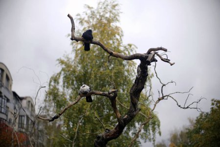 Dos palomas se sientan en una rama de árbol seco en tiempo lluvioso contra el fondo del follaje otoñal en la ciudad de Kiev.