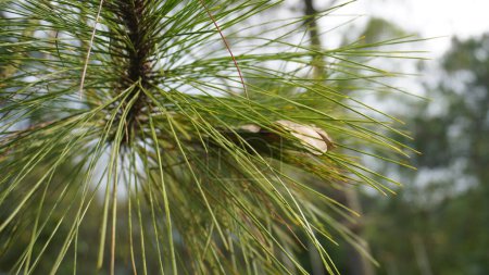 A close-up photo of a pine tree that shows the details of the needles, bark texture, and other natural elements very clearly.