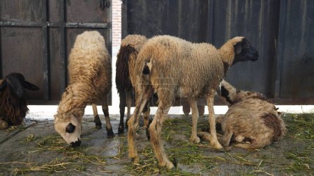 Photo of a lamb prepared as a sacrificial animal for the Eid al-Adha celebration, an important ritual in Muslim tradition