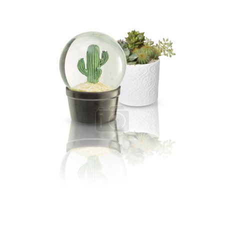 Téléchargez les photos : Cactus Isolé sur fond blanc avec chemin de coupe - en image libre de droit