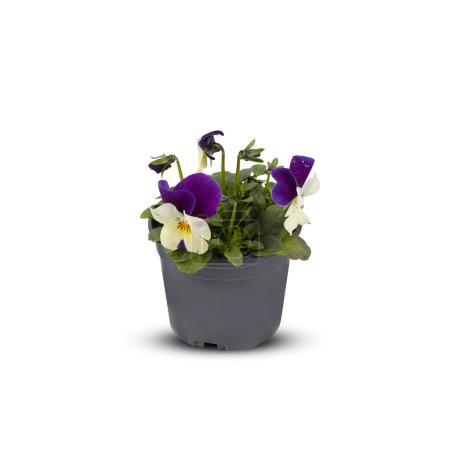 Foto de Pansies Viola Bouquet Flor Plantas de interior en macetas recortadas fondo blanco aislado con camino de recorte - Imagen libre de derechos