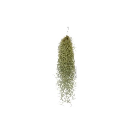 seaweed tree vine cut out isolated white background with clipping path