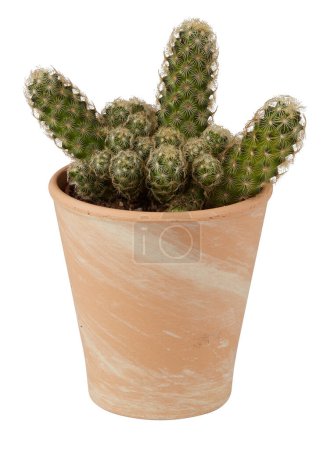 Foto de Cactus en una maceta cortado fondo blanco aislado con camino de recorte - Imagen libre de derechos