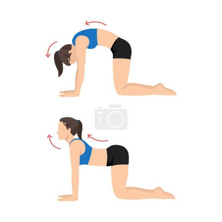 Illustration for Woman doing Yoga. cat cow stretch exercise. Flat vector illustration isolated on white background - Royalty Free Image