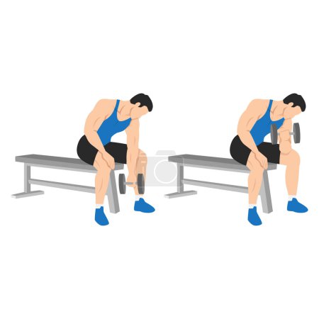 Illustration for Man doing Dumbbell concentration curl. Flat vector illustration isolated on different layers. Workout character - Royalty Free Image