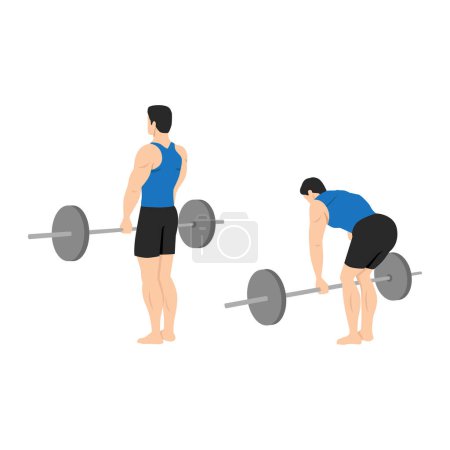 Illustration for Man doing barbell stiff leg deadlift exercise. Flat vector illustration isolated on white background - Royalty Free Image