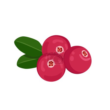 Flat vector of Cranberry isolated on white background. Flat illustration graphic icon