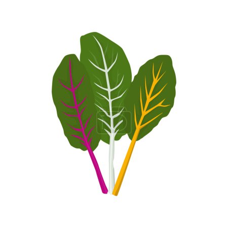 Illustration for Flat vector of silverbeet isolated on white background. Flat illustration graphic icon - Royalty Free Image