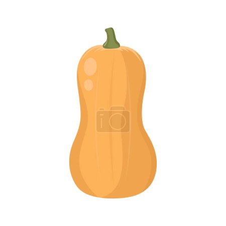 Illustration for Flat vector of Butternut Squash isolated on white background. Flat illustration graphic icon - Royalty Free Image