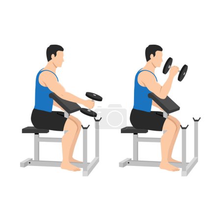Illustration for Man doing seated dumbbell preacher bicep hammer curls exercise. Flat vector illustration isolated on white background - Royalty Free Image