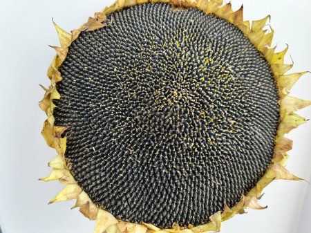 Foto de Hermoso girasol maduro con semillas negra.Cabeza de girasol con semillas. - Imagen libre de derechos