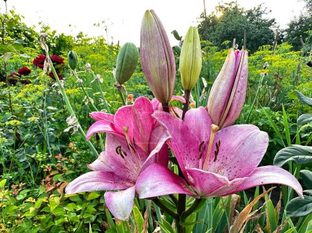 A pink lily flower grows in a flower garden on a summer sunny day. Blooming lilies in summer. Beautiful bright white pink lily flowers in the garden. Pink flowers. Lily Stargaze