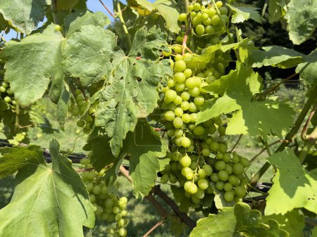 Foto de Grandes racimos de uvas inmaduras que crecen en una vid en una granja. Primer plano de uvas blancas en la vid a la luz del sol. Un racimo de uva verde. racimos verdes de uvas maduran en una rama - Imagen libre de derechos