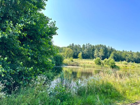 Foto de Paisaje de verano con un lago, árboles verdes y espesa hierba alta, en un día soleado de verano contra un cielo azul. Vista de un estanque y árboles en la orilla en el campo - Imagen libre de derechos