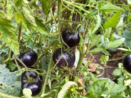 Foto de Los tomates negros maduros crecen en un arbusto en el jardín. Una abundante cosecha de jugosos tomates negros frescos maduró en una rama de arbustos verdes en una granja orgánica. - Imagen libre de derechos