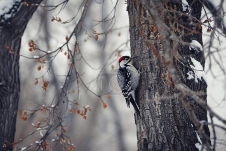 Great spotted woodpecker (Dendrocopos major) sitting on a tree in winter forest. woodpecker on tree