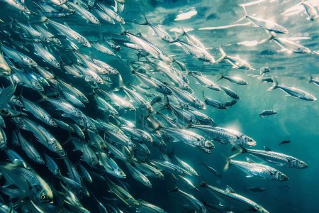 Underwater view of a school of sardines swimming in the ocean. Fish in the water