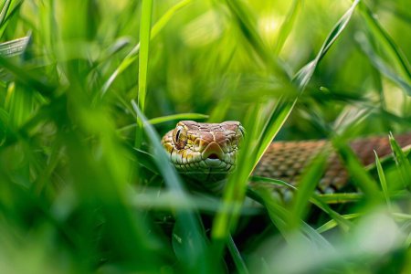 Close-up of a snake crawling in tall green grass.