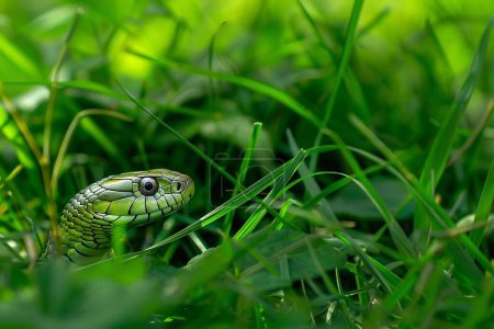 Serpiente de hierba verde en la hierba verde con fondo verde natural, de cerca