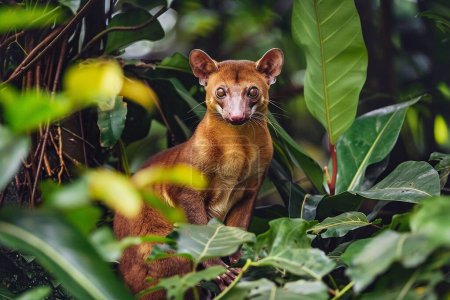 Photo for Wild fossa sitting on the ground among the trees in the rainforest. - Royalty Free Image