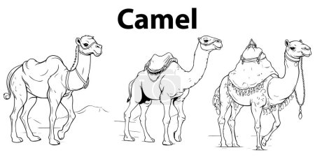 Téléchargez les illustrations : Illustration de chameau isolé ensemble vectoriel - en licence libre de droit