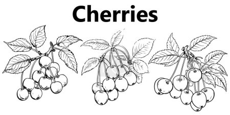 Illustration for Hand drawn sketch cherry tree vector - Royalty Free Image