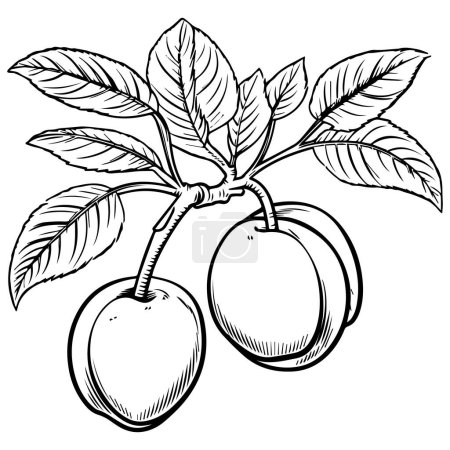 Illustration for Cherry fruit with leaf and branch - Royalty Free Image