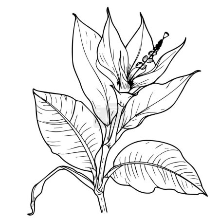 Téléchargez les illustrations : Croquis dessiné à la main d'une fleur noire avec des feuilles. illustration vectorielle. - en licence libre de droit