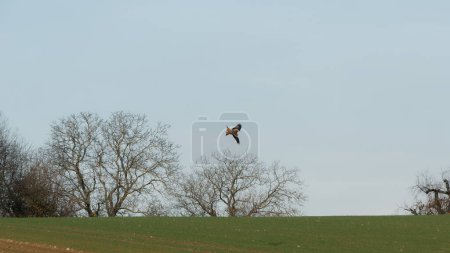 Red kite approaching on a spring day