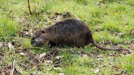 Muskrat in the meadow enjoys the fresh grass