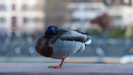 resting mallard unimpressed by the hustle and bustle of the big city