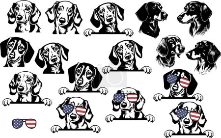 Téléchargez les illustrations : Chien de Dachshund chien mignon, Joyeux et ludique Peeking. Illustration vectorielle - en licence libre de droit