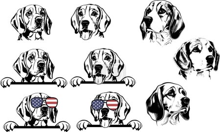 Funny cute beagle puppy paws up over wall, dog face cartoon. Vector illustration