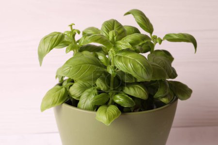 Photo for Fresh green basil in a pot on a gray background - Royalty Free Image