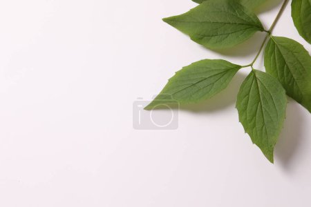 Foto de Hojas verdes sobre el fondo blanco. espacio de copia - Imagen libre de derechos