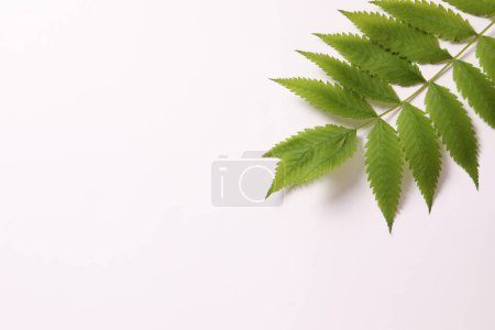 Photo for Green leaves on white background - Royalty Free Image