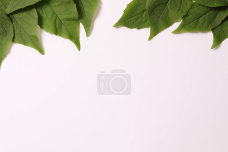Foto de Fresh mint leaves on white background, flat lay. space for text - Imagen libre de derechos