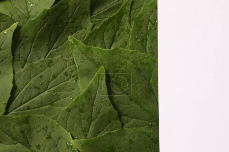 Téléchargez les photos : Feuilles de laitue verte fraîche sur fond blanc - en image libre de droit