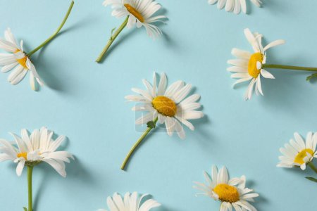 Téléchargez les photos : Fleurs de marguerite blanche sur fond bleu - en image libre de droit