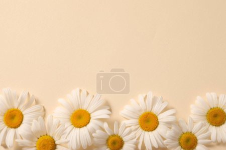Photo for White daisies on beige background - Royalty Free Image
