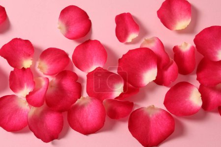 Téléchargez les photos : Pétales de rose sur fond rouge, vue sur le dessus, étalement plat. Saint Valentin - en image libre de droit