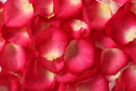 Téléchargez les photos : Gros plan Belle fleur rose rouge
. - en image libre de droit