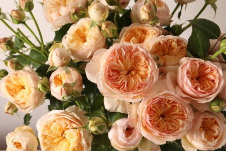 Téléchargez les photos : Vue rapprochée de belles roses - en image libre de droit