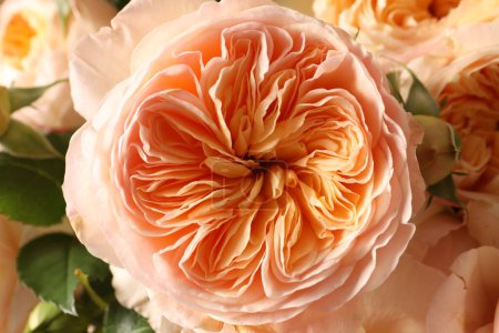 Foto de Primer plano de hermosas rosas naranjas y rosas en el jardín - Imagen libre de derechos