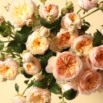 fresh roses bouquet on white background, top view
